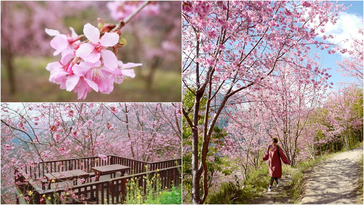 粉色春光追起來！躲在雲裡的櫻花祕境，「上帝的部落」司馬庫斯千棵昭和櫻滿開