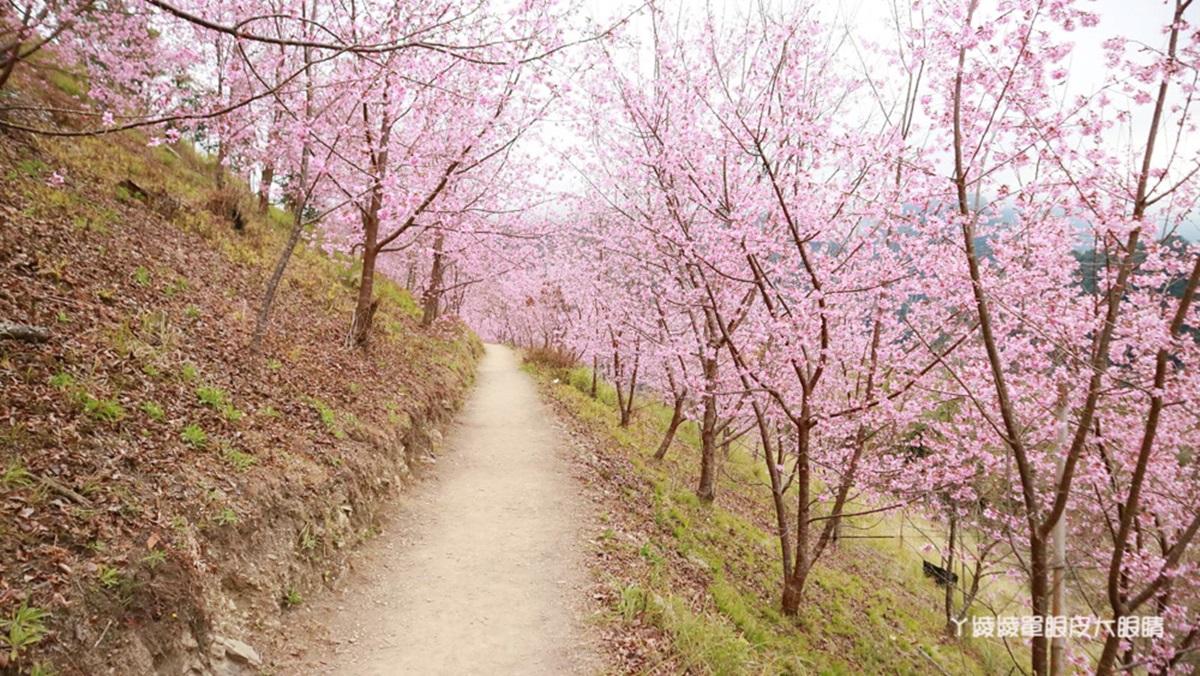 粉色春光追起來！躲在雲裡的櫻花祕境，「上帝的部落」司馬庫斯千棵昭和櫻滿開