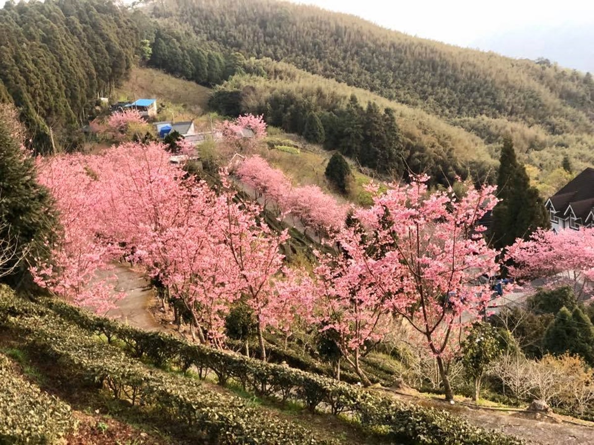 宮崎駿級「粉紅小鎮」在新竹！藏在深山的「祕境櫻花季」開跑，雲海+日出超美