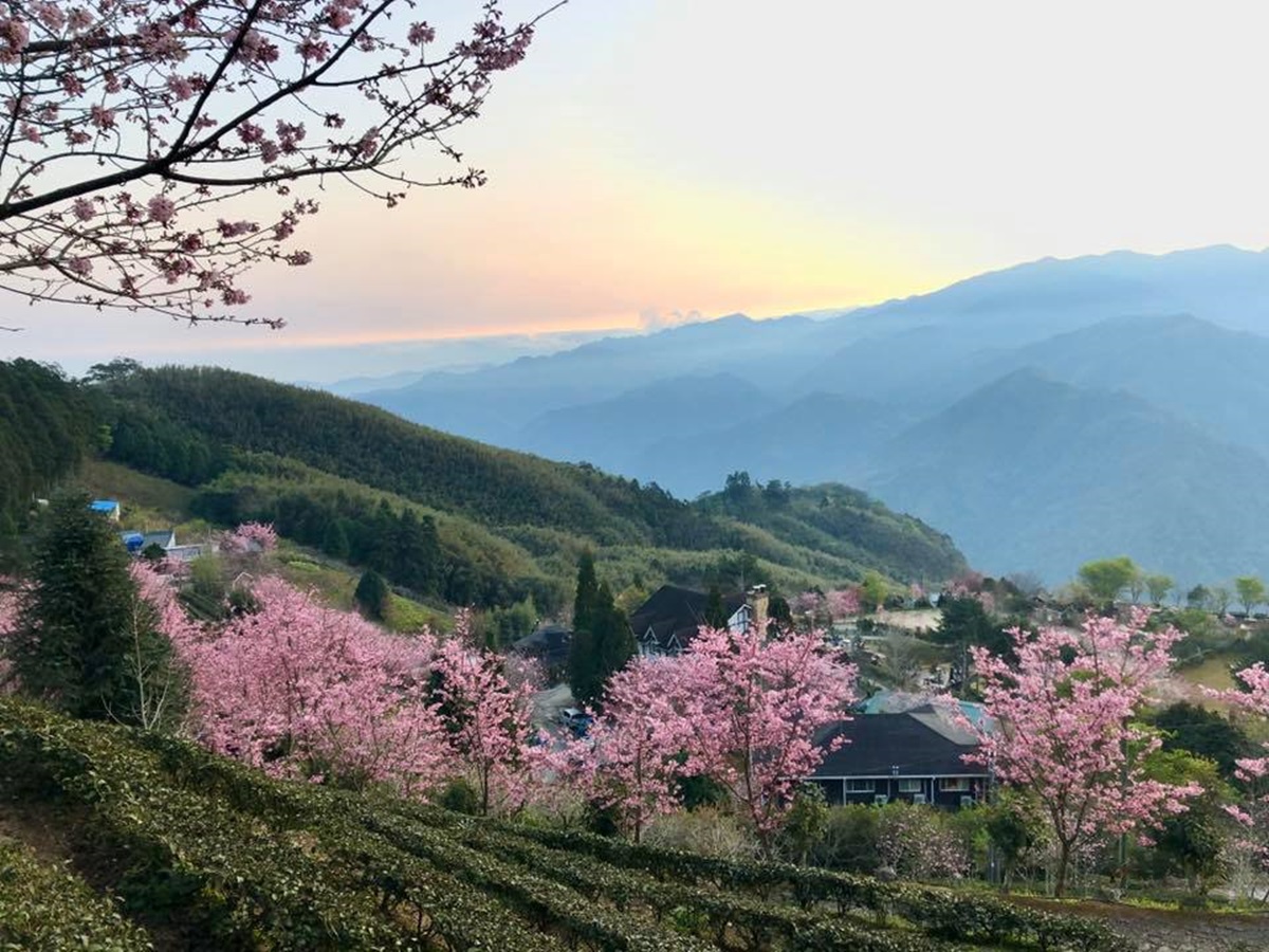 宮崎駿級「粉紅小鎮」在新竹！藏在深山的「祕境櫻花季」開跑，雲海+日出超美
