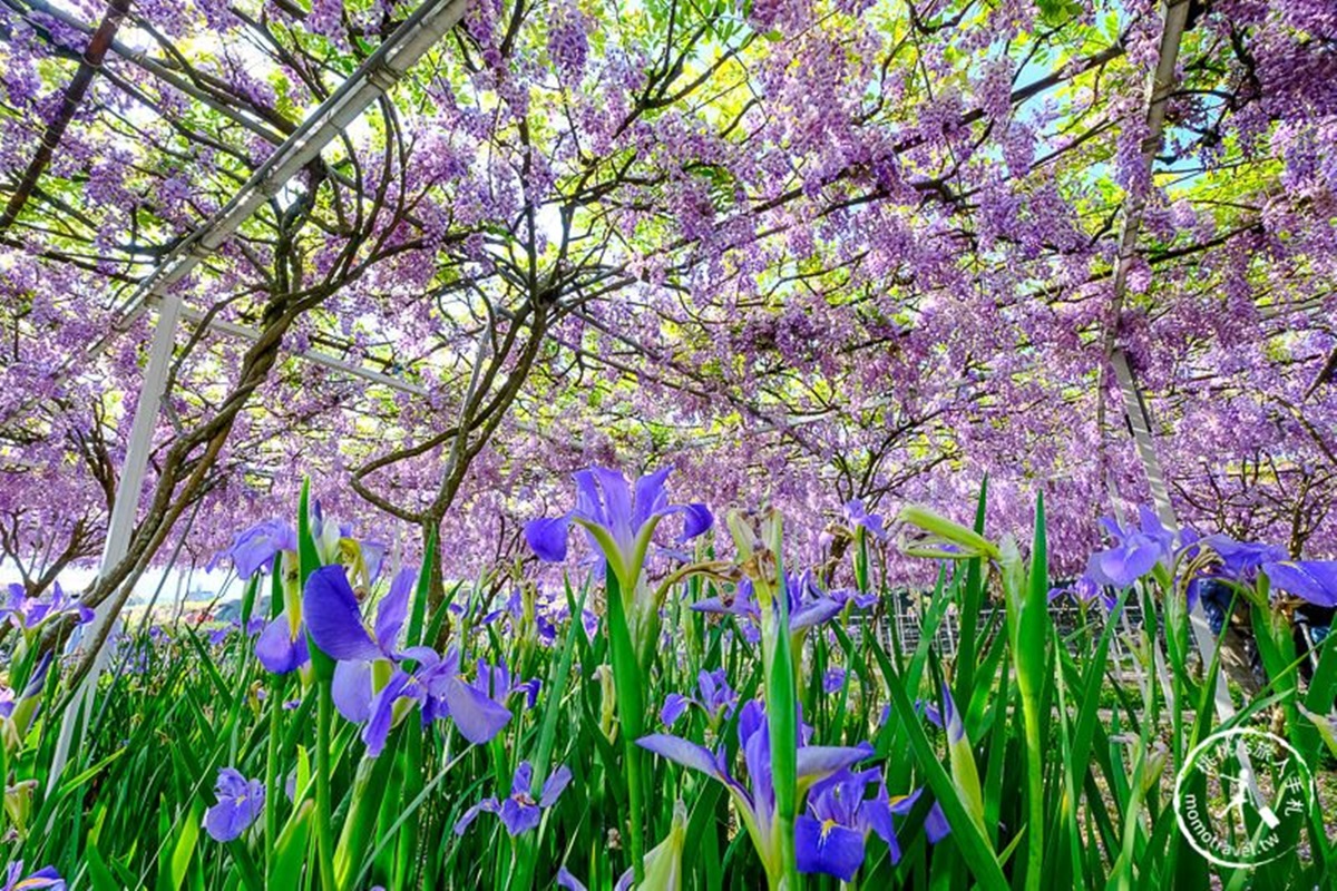 全台最大「紫藤花園」在淡水！千株紫藤花「從天灑下」最美花期曝光，順拍摩艾石像