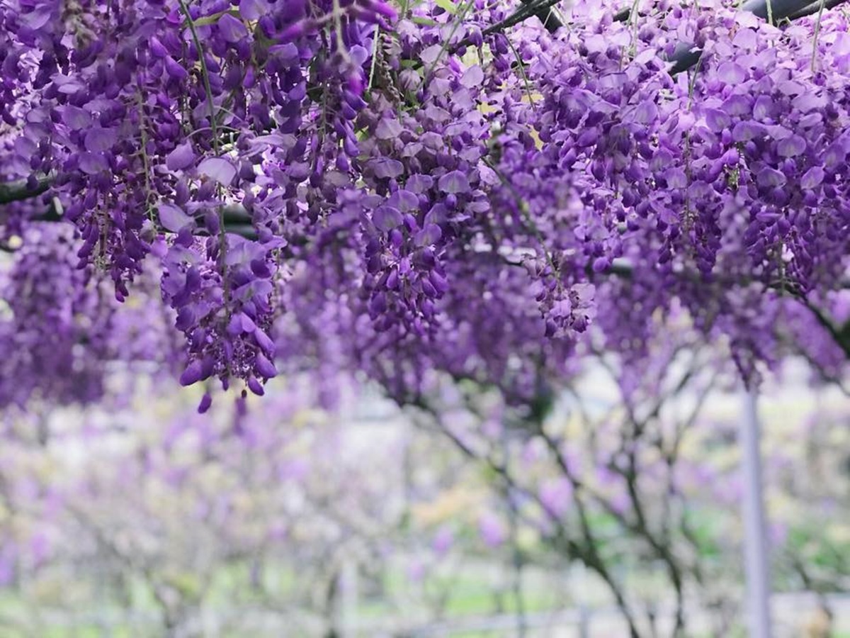 全台最大「紫藤花園」在淡水！千株紫藤花「從天灑下」最美花期曝光，順拍摩艾石像