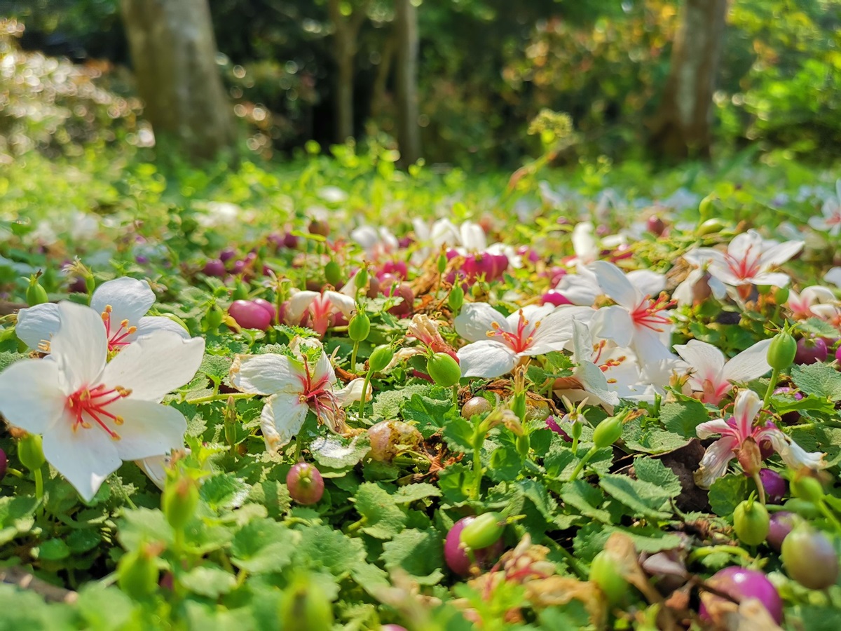 新北桐花祭「取消聚集活動」！全新「防疫玩法」出爐：線上賞花、桐花地圖自己找祕境