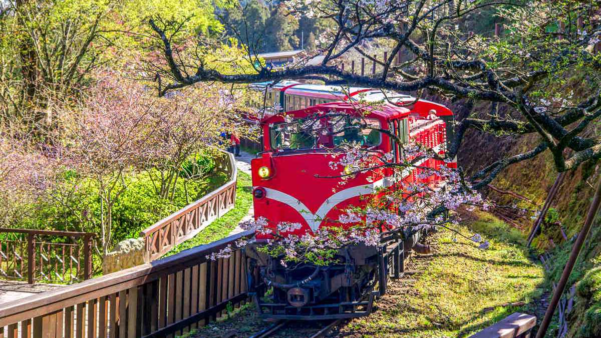 搭蒸汽檜木小火車去賞櫻！阿里山櫻花美照必拍這6點+在地美食3家