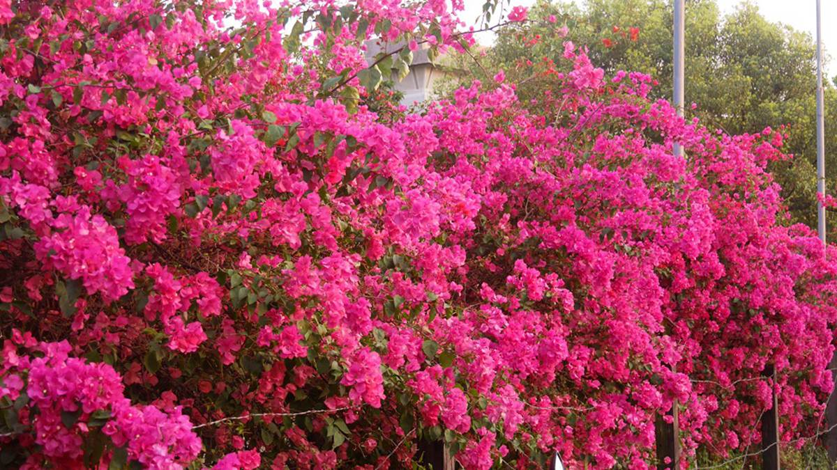 紫色花瀑太浪漫！來嘉義「九重葛大道」被花包圍，今年春天網美必修課