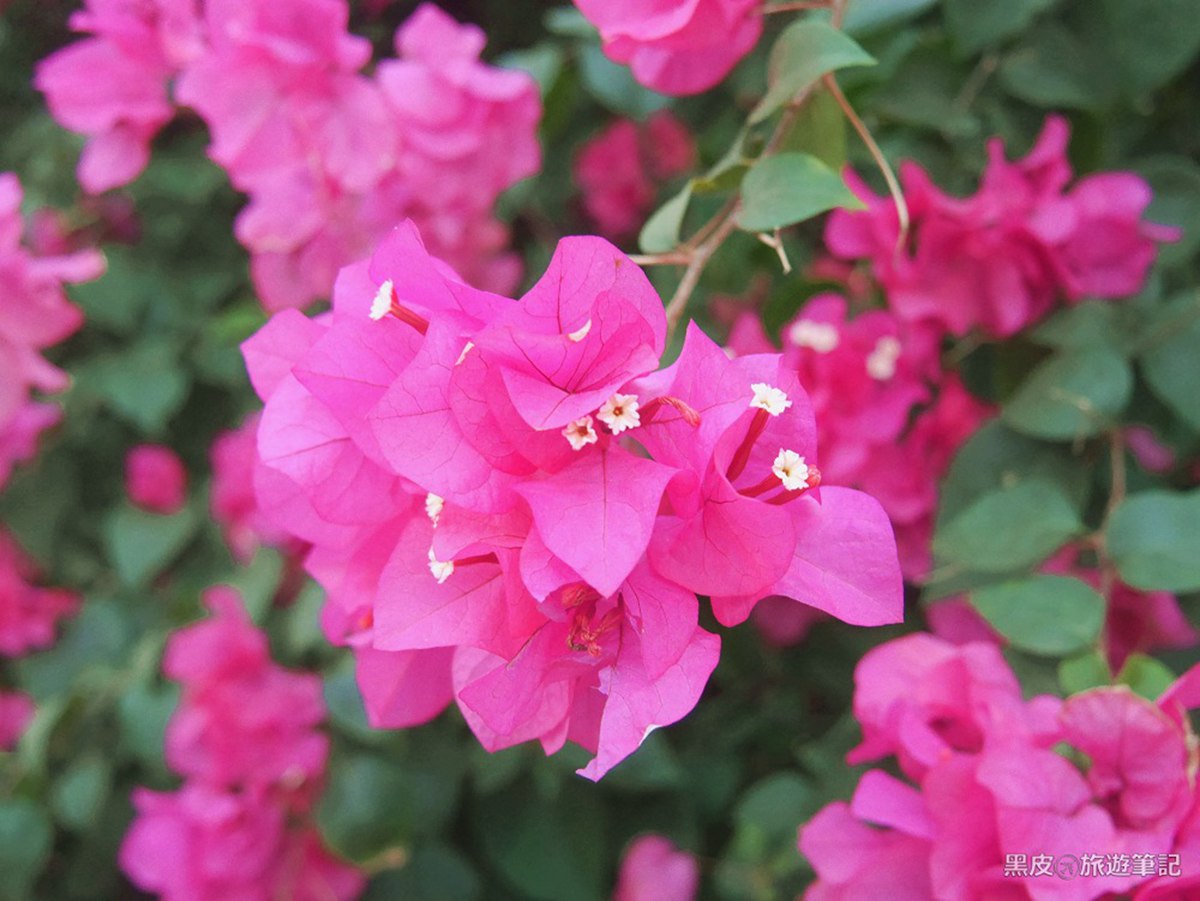 紫色花瀑太浪漫！來嘉義「九重葛大道」被花包圍，今年春天網美必修課