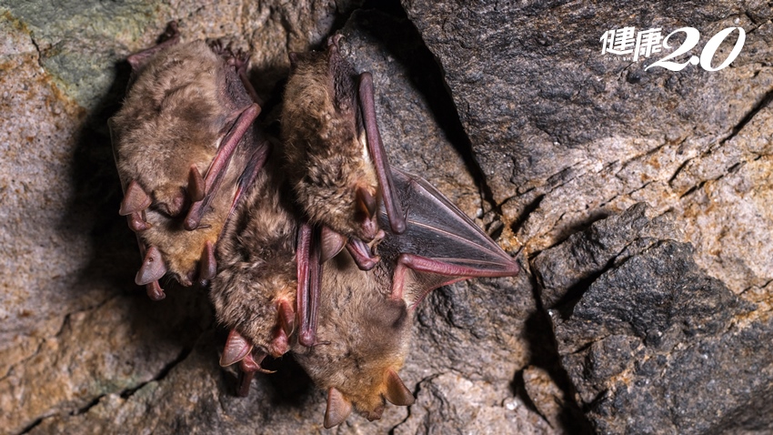 讓人恐慌的新病毒，為何大都從蝙蝠傳出來？