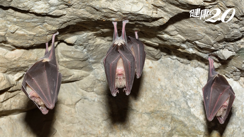 讓人恐慌的新病毒，為何大都從蝙蝠傳出來？