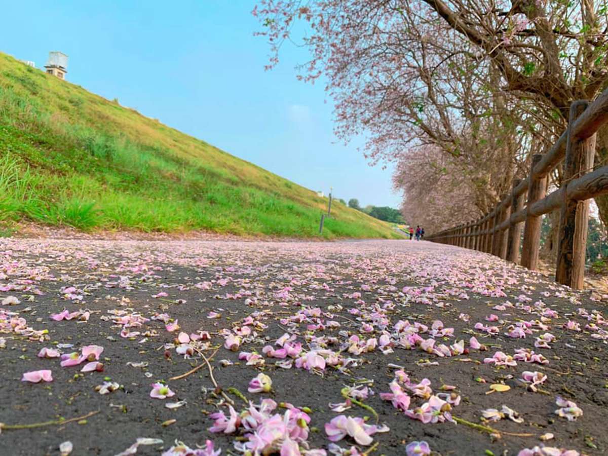 南洋櫻「粉紅花毯」好美啊！門票3折+停車費停收，到台南烏山頭水庫拜訪春天