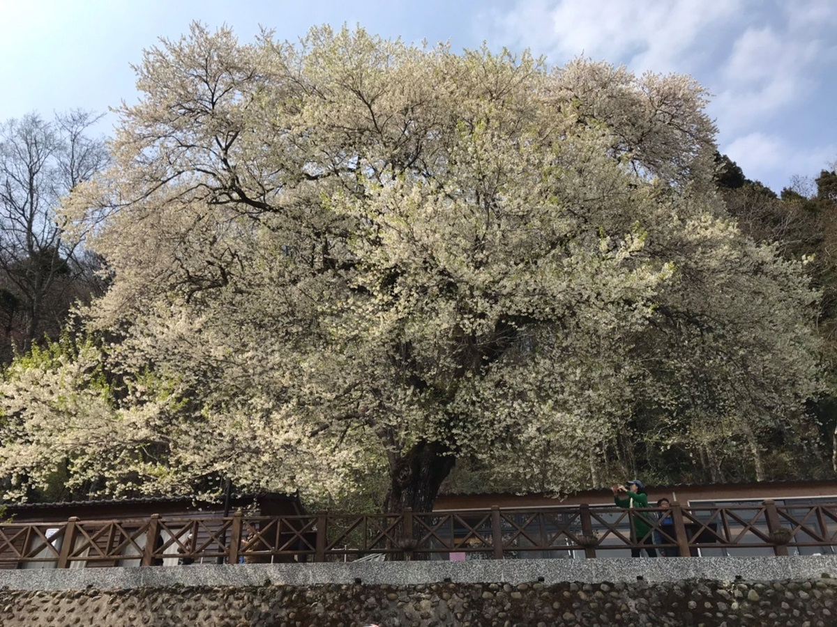 台灣超稀有「霧社櫻王」盛放！限定「純白春櫻雪」風吹就美，錯過等明年