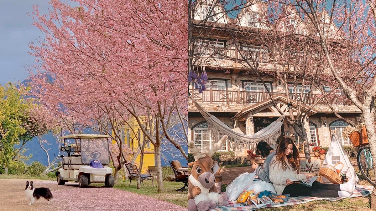 「台版上野公園」櫻花爆炸！4月底前帶小孩「免費入住」，高中以下學生都算