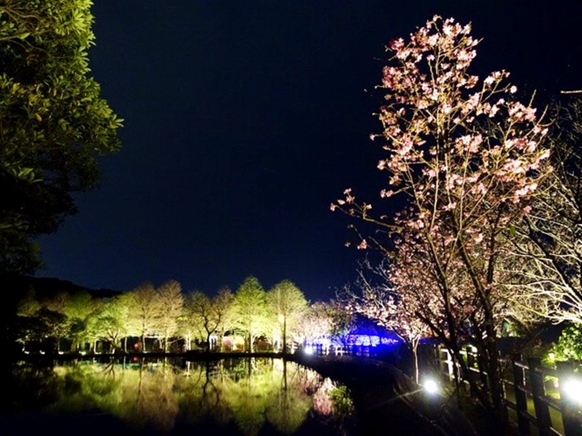 免飛日本！「台版河津櫻」夜櫻季登場，必拍超美「彩傘拱廊」