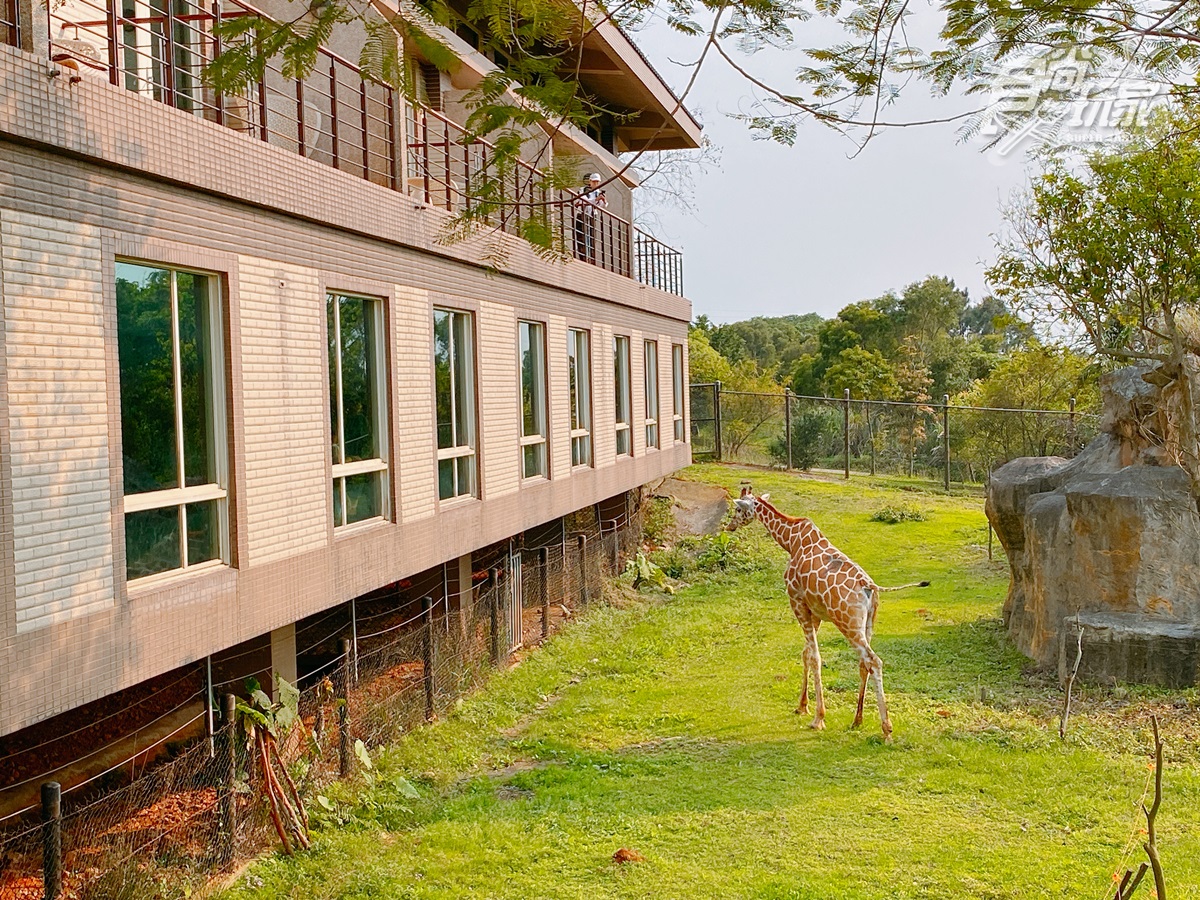 全台唯一「動物園飯店」！長頸鹿、羊駝來敲窗，還有「丁滿」陪吃飯