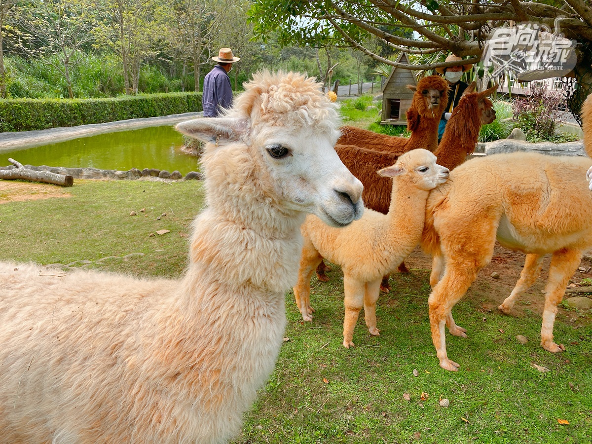 全台唯一「動物園飯店」！長頸鹿、羊駝來敲窗，還有「丁滿」陪吃飯