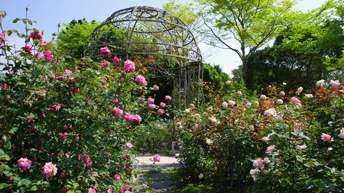 台北玫瑰展超香！宮廷風「奇蹟玫瑰、變色黑玫瑰」700品種盛放，還可拍到飛機起降