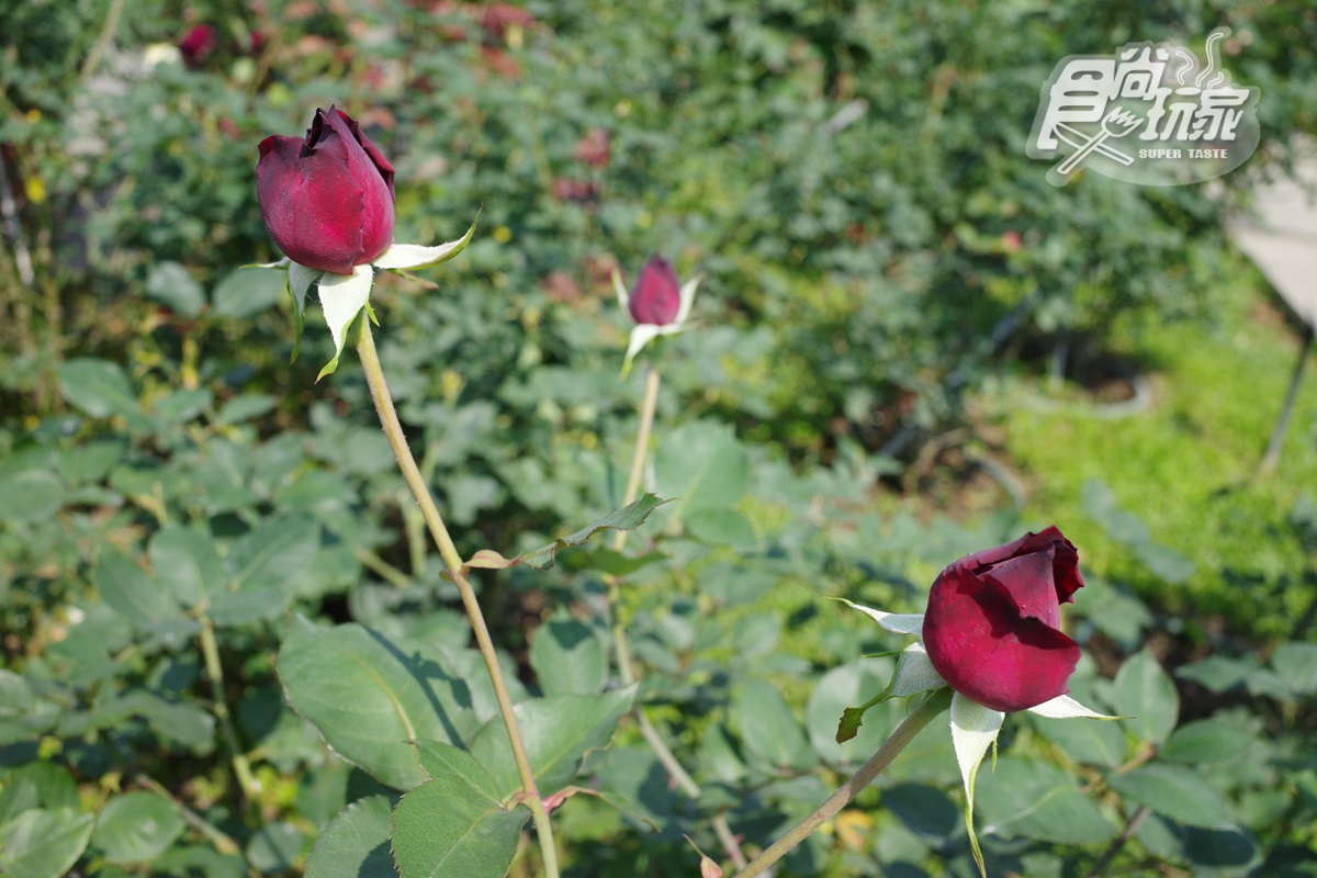 台北玫瑰展超香！宮廷風「奇蹟玫瑰、變色黑玫瑰」700品種盛放，還可拍到飛機起降