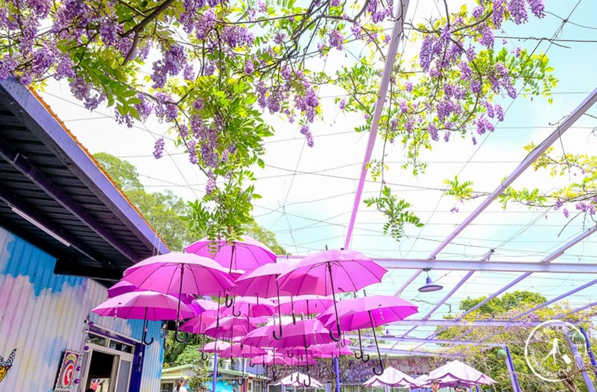 紫色控會愛！超繽紛園區必拍糖果小屋、紫藤花隧道，「雨傘大街」不用濾鏡就超美