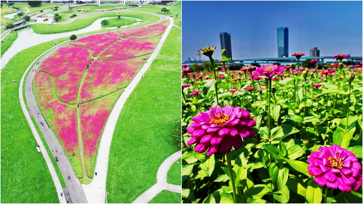 新北「桃紅色花海」超大一片！大都會公園「百日草」可愛盛開，一朵開得比一朵高