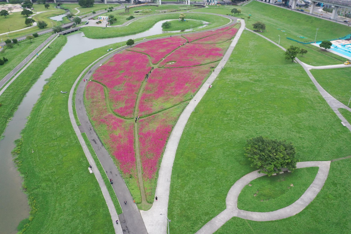 新北「桃紅色花海」超大一片！大都會公園「百日草」可愛盛開，一朵開得比一朵高
