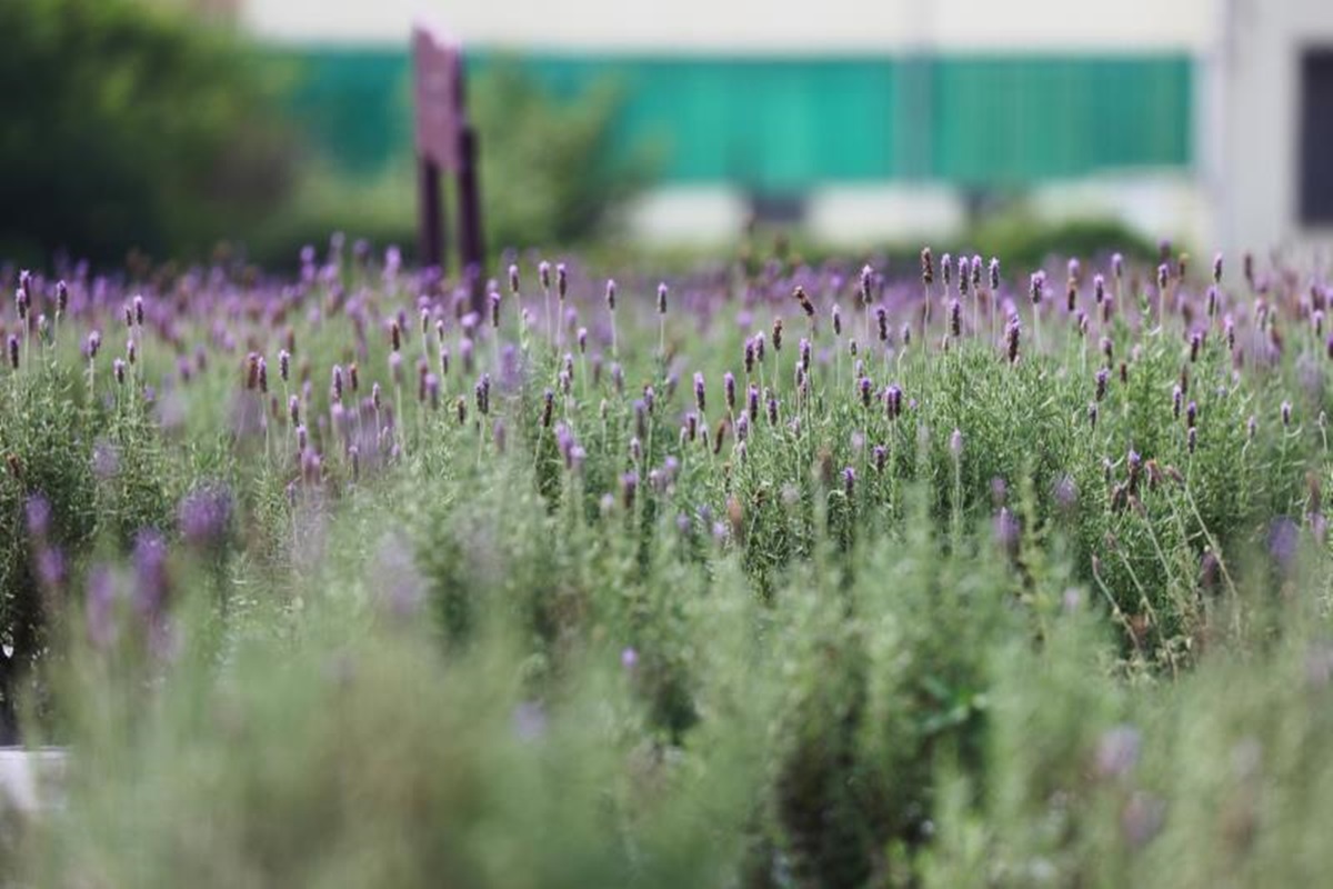 全台最大紫色花海「免費開放」！2萬株薰衣草爆開一片超香，還有玫瑰天竺葵可以拍