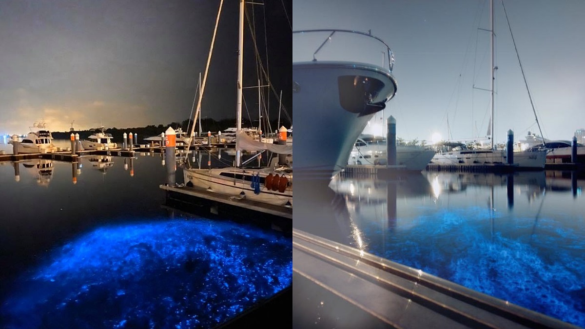 超美「藍眼淚」本島就能看！夜光藻現身「祕境碼頭」，美哭藍光超好拍