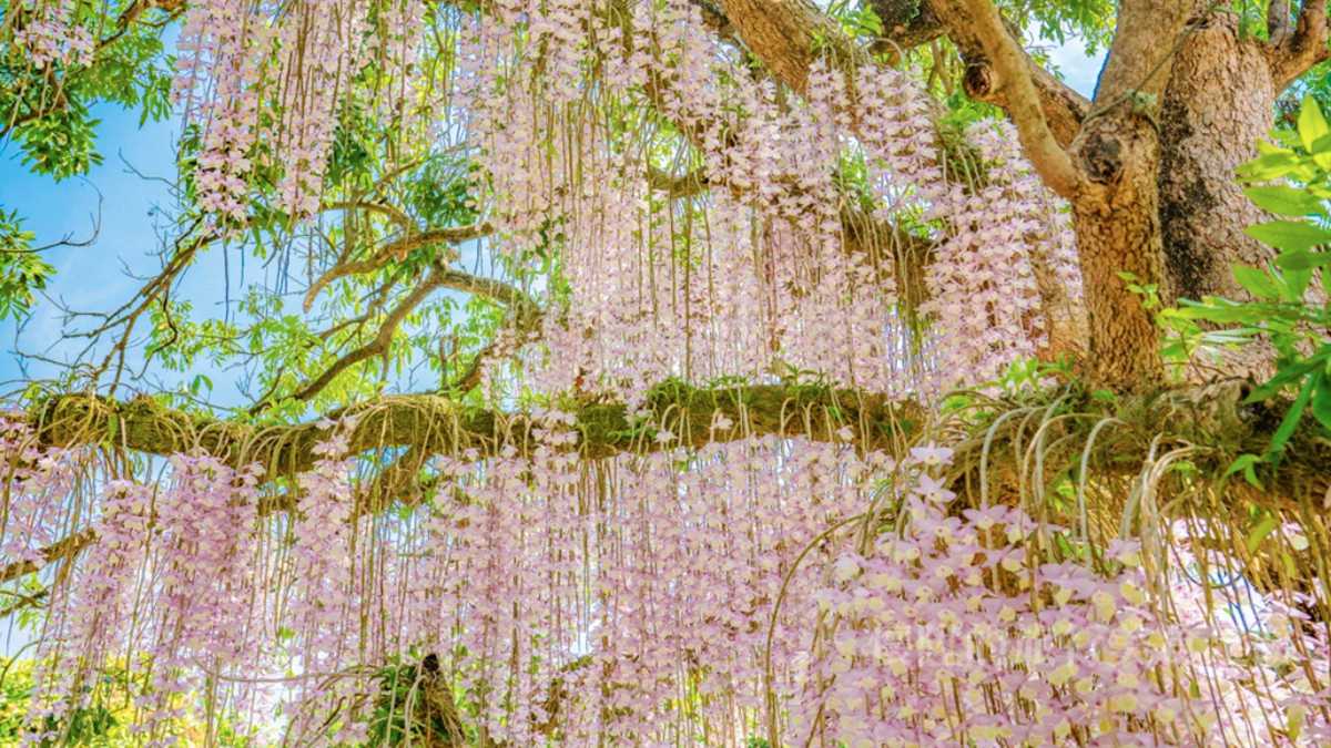 粉紫色「花瀑祕境」藏身台南小鎮！石斛蘭從龍眼大樹垂掛而下美翻了