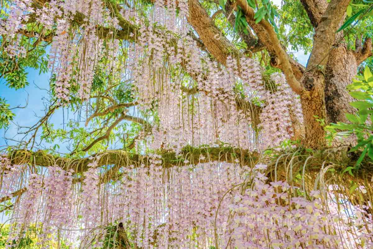 粉紫色「花瀑祕境」藏身台南小鎮！石斛蘭從龍眼大樹垂掛而下美翻了