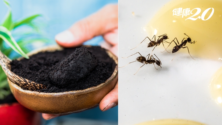 螞蟻一直來？妙招學起來！螞蟻討厭「咖啡渣」 自製天然防蟻帶
