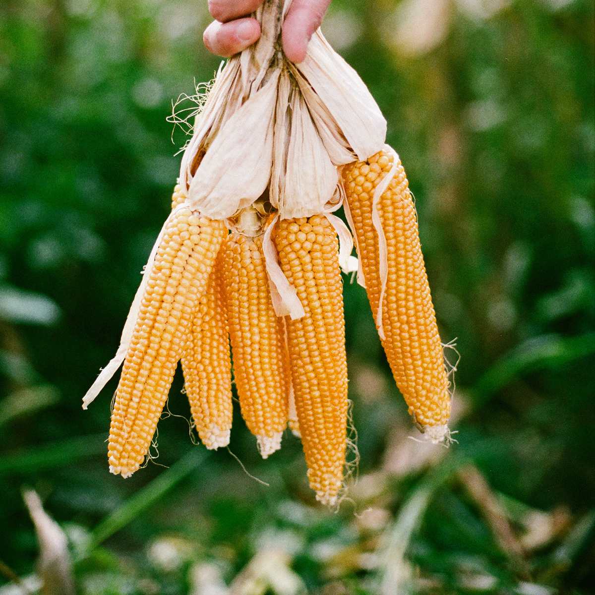 你看過整支玉米爆成花嗎？暑假就帶小孩玩「有梗爆米花」，自己調味好有趣