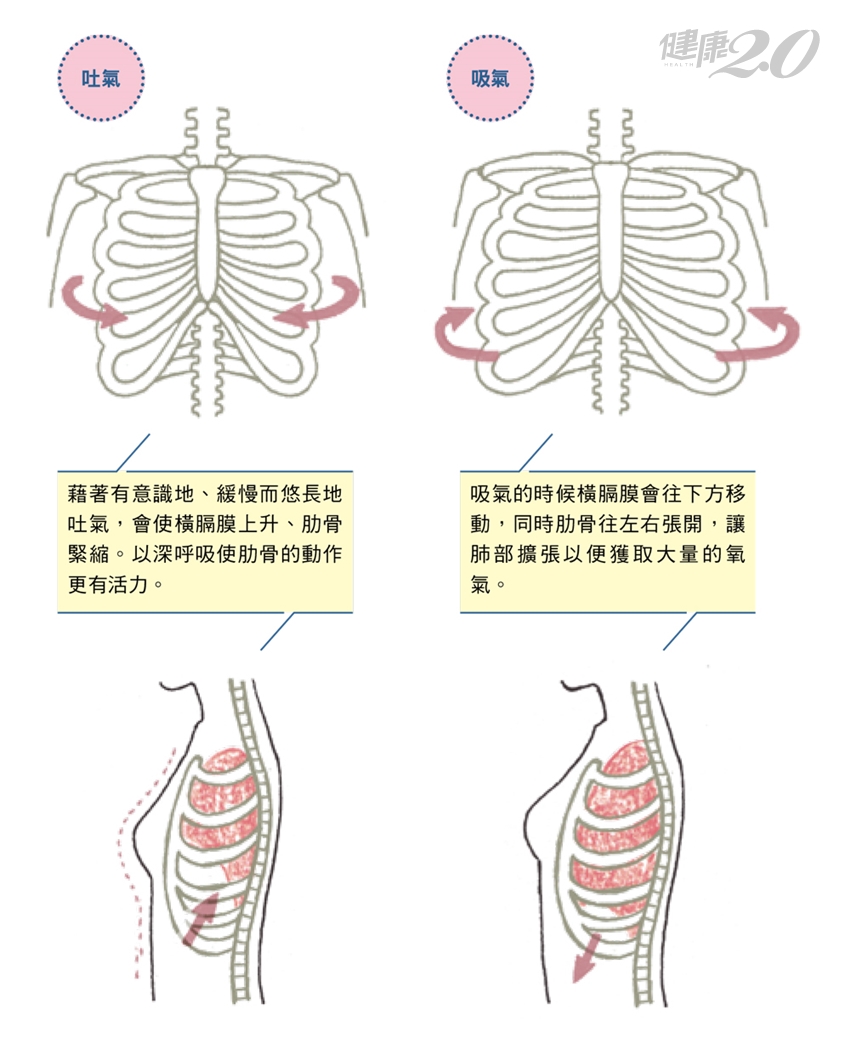 陰道 會 吸