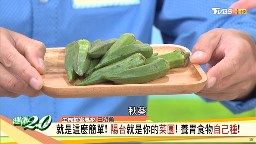 王明勇的護胃法寶「秋葵」 一個盆栽就能在家自己種！