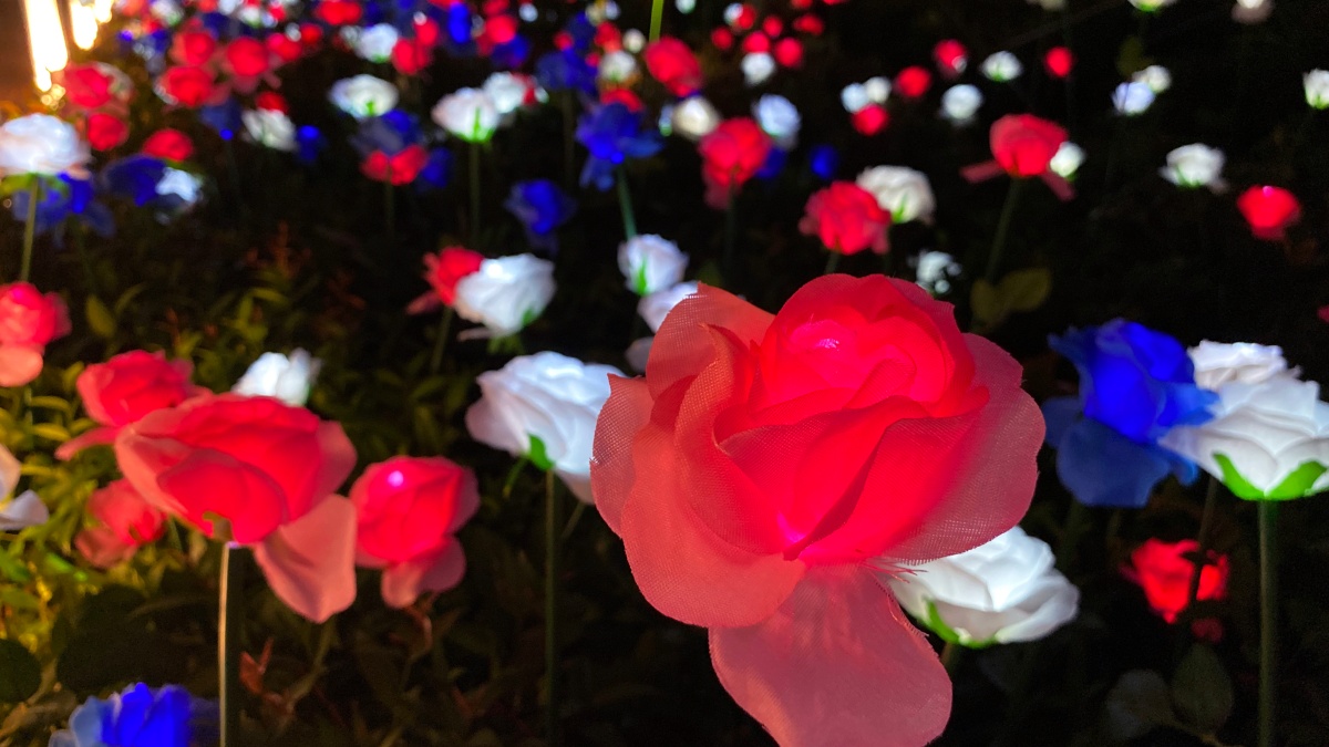 打卡熱點再一波！夢幻「4000朵玫瑰燈海」就在信義區，讓你美到親友都讚嘆