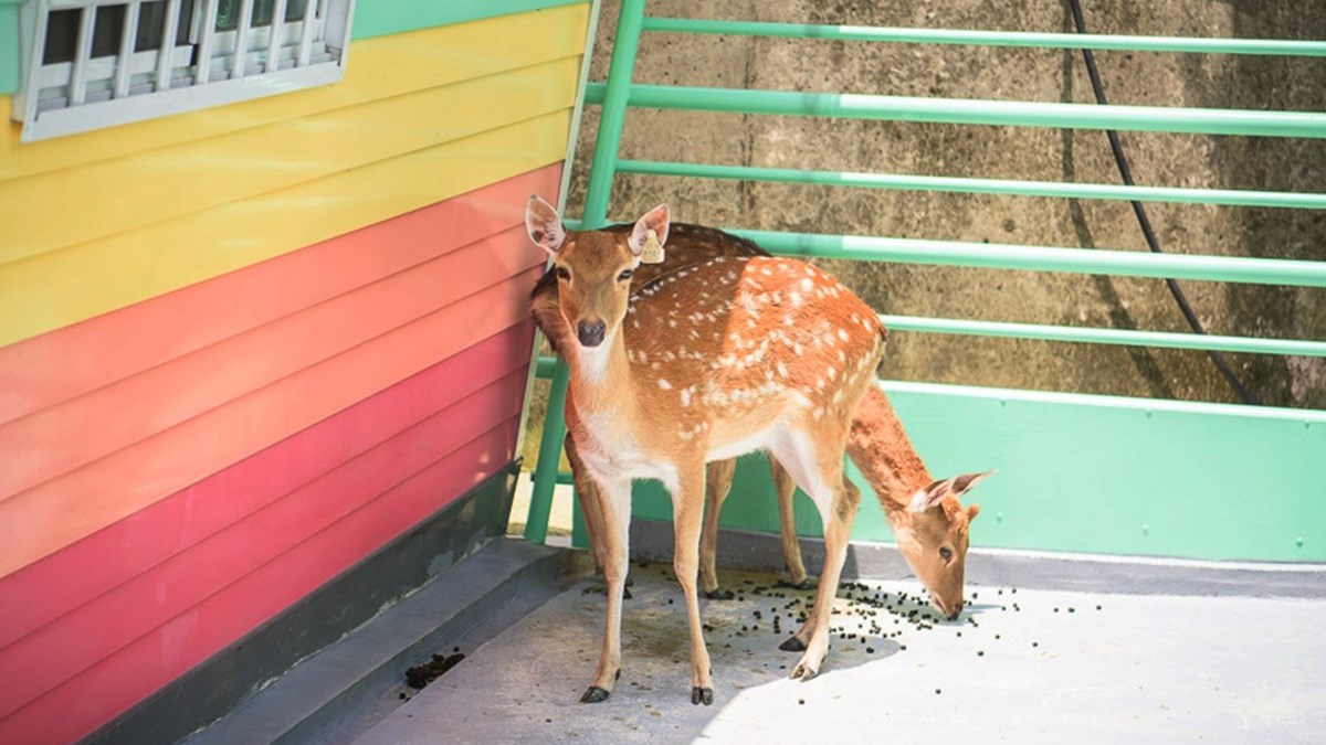 親子打卡必訪！新竹美拍餐廳有超古錐玩偶陪你用餐，還能到繽紛彩虹屋餵小鹿