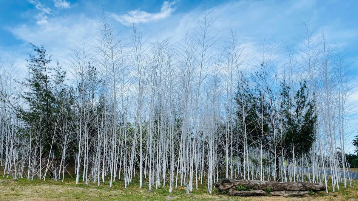 宜蘭新景點！壯圍沙丘最新「迷霧森林」，400根染白孟宗竹打造夢幻地景