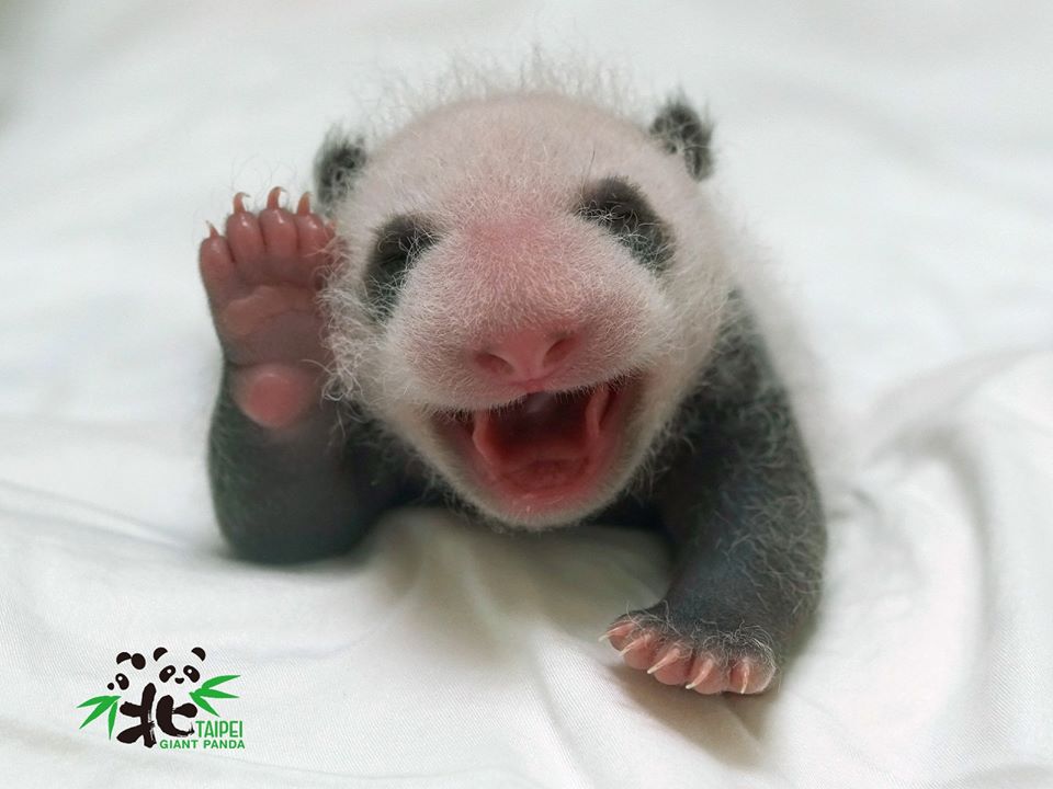 出發看熊貓！台北市動物園「夜間遊園」開放，今年只有這7天可看