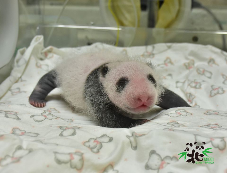 出發看熊貓！台北市動物園「夜間遊園」開放，今年只有這7天可看