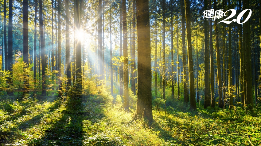 「森呼吸」對抗癌症！夏天在森林待2天 免疫系統保持強效1個月