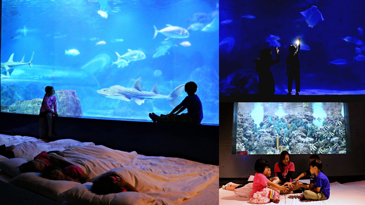 和海獅一起睡！遠雄海洋公園推「夜宿水族館」活動，加碼與海豚親密互動