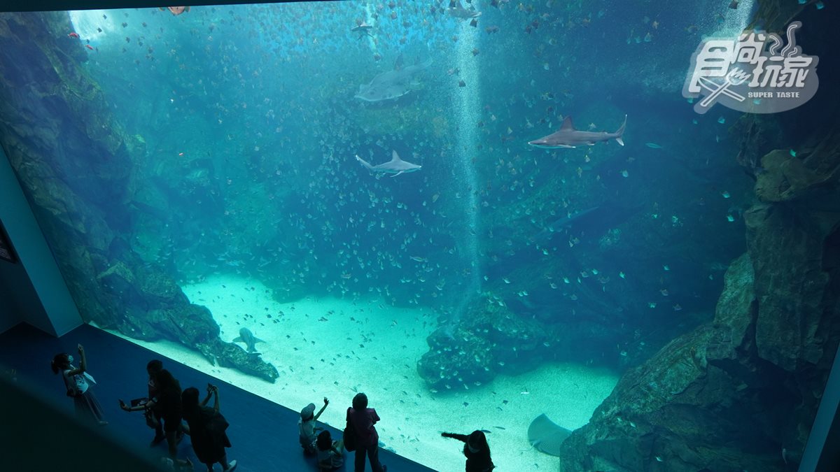 北部最大 Xpark 水族館8 7開幕 13個必看亮點 12公尺巨型水槽 企鵝咖啡廳 食尚玩家