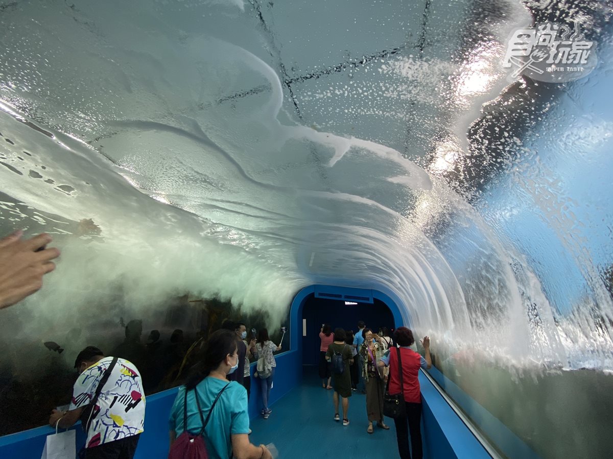 電視節目首曝光！桃園「Xpark」水族館全攻略，必拍8公尺高水槽、虹光水母牆