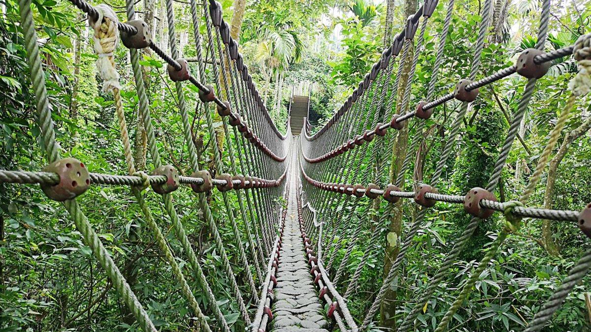 不出國遊東南亞叢林！雲林繩索吊橋刺激又好拍，「小天梯」還能俯瞰溪谷美景
