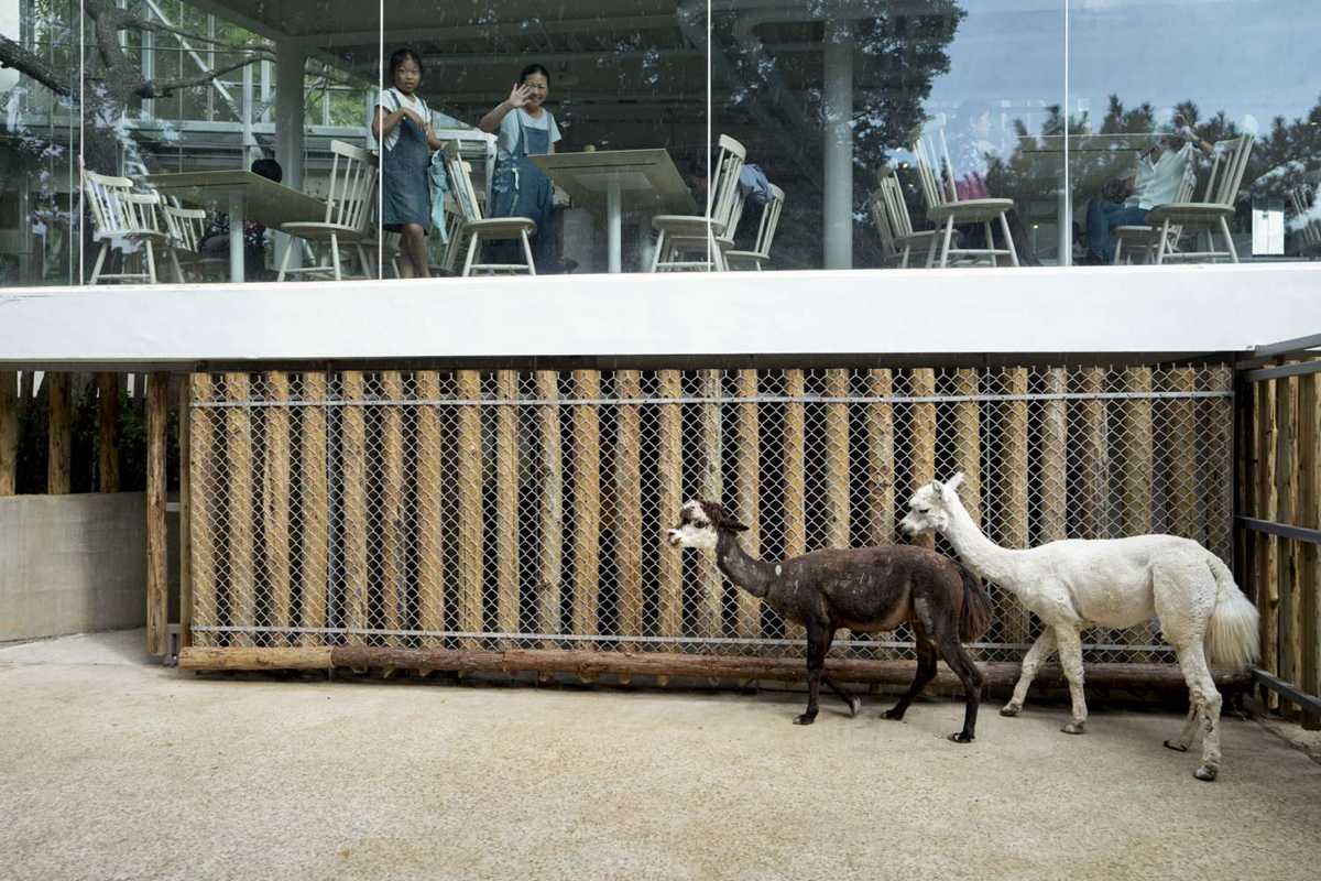 捲毛兄弟報到！愛吐口水的羊駝「咖啡、牛奶」新竹動物園入厝囉