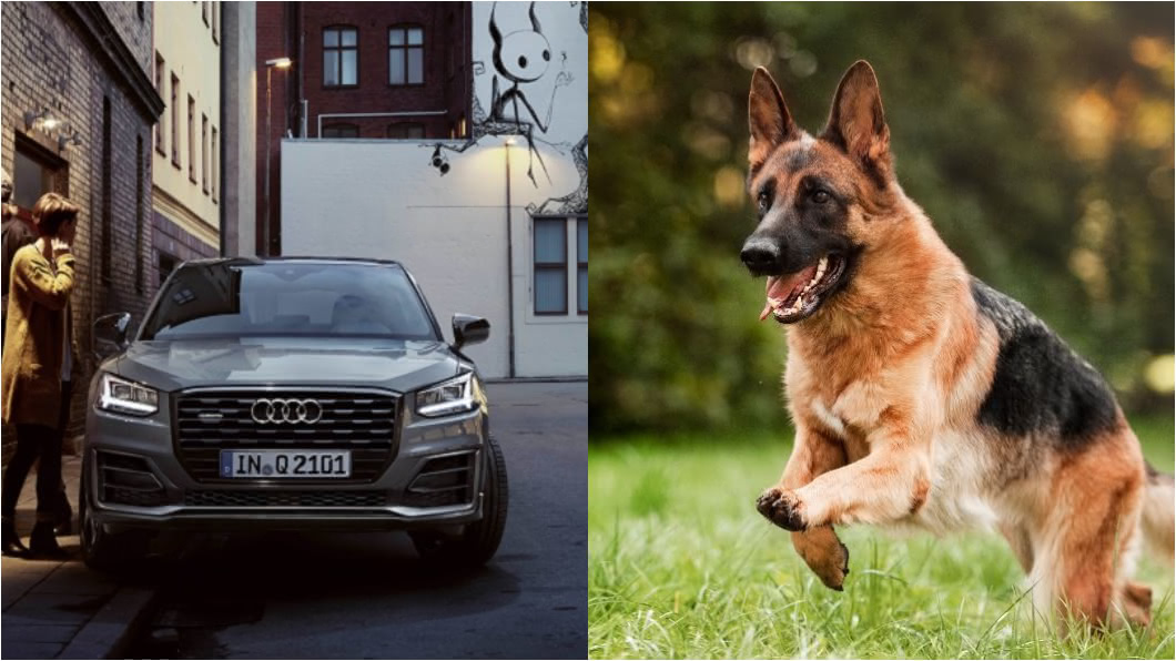 (圖片來源/ Audi、Shutterstock) 狗狗坐車緊張怎麼辦? 降低焦慮及改善暈車有方法