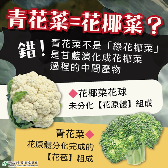 別搞錯！青花菜不是花椰菜！花球變黃能吃嗎？專家解析營養防2種癌