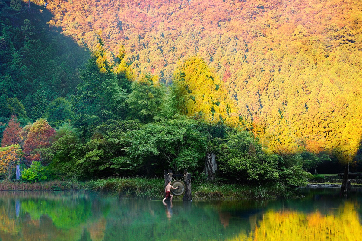 全台最美「落羽松森林」這裡拍！台版阿爾卑斯山11月轉紅，這4天還有優人神鼓可看