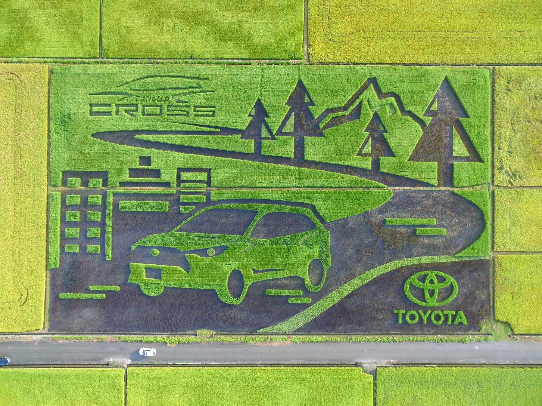 Toyota Corolla Cross新車創意行銷，於花蓮玉里的彩繪稻田經過三個月的成長，已於11月底進行收割。(圖片來源/ Toyota)