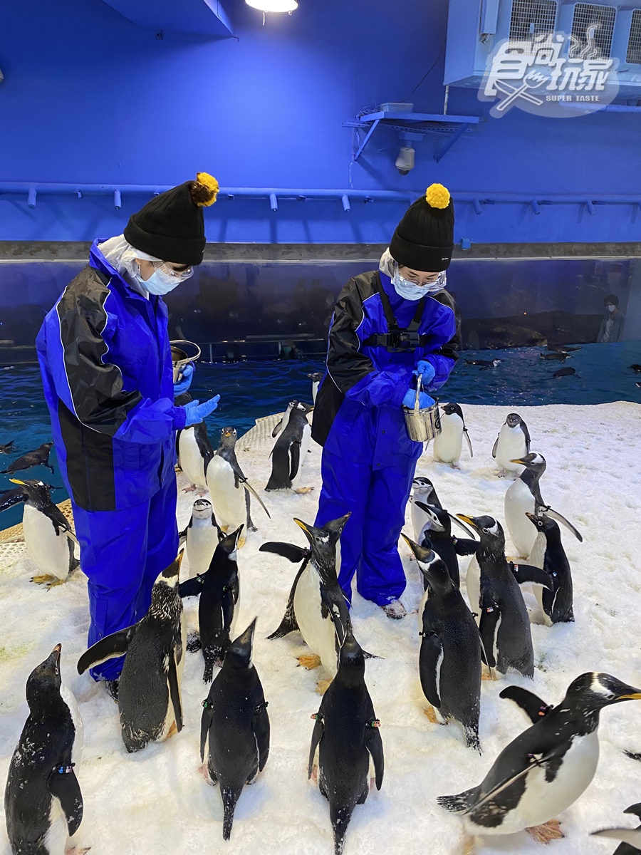 腳邊都是企鵝！全台首次「餵企鵝體驗」開賣，一次看到4大品種、近100隻企鵝給你餵
