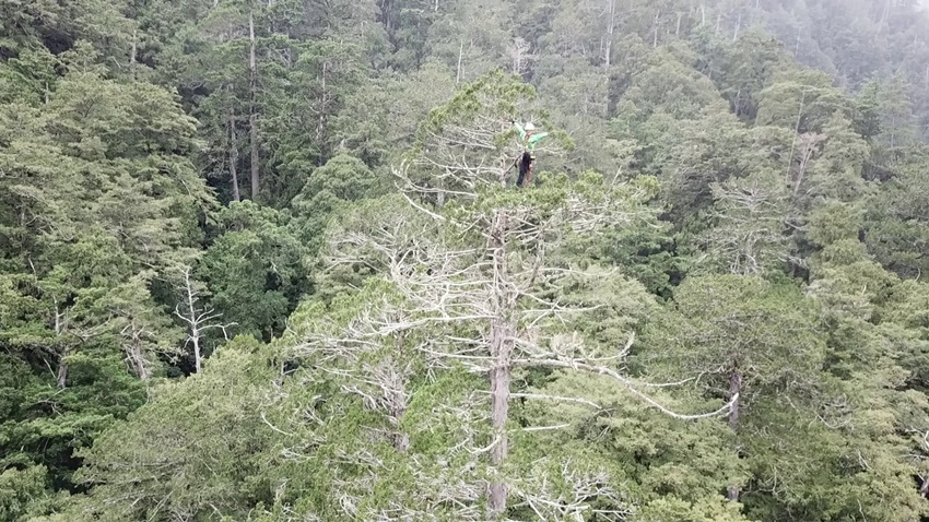 春節連假沒事做？上網協尋「台灣最高的樹」 有望成為巨木命名人