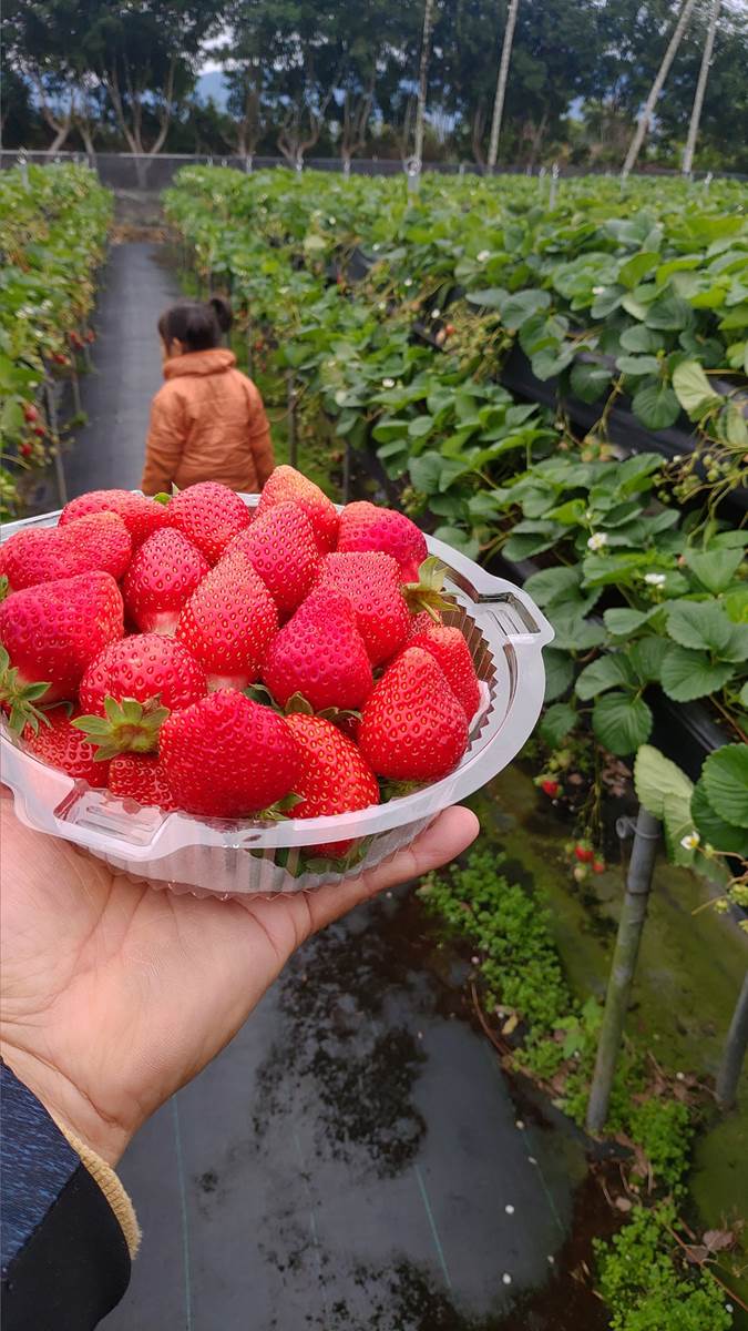 現採最新鮮！全台14處採草莓熱點+順遊：香甜「美姬」、3倍巨無霸、荷蘭魔力紅