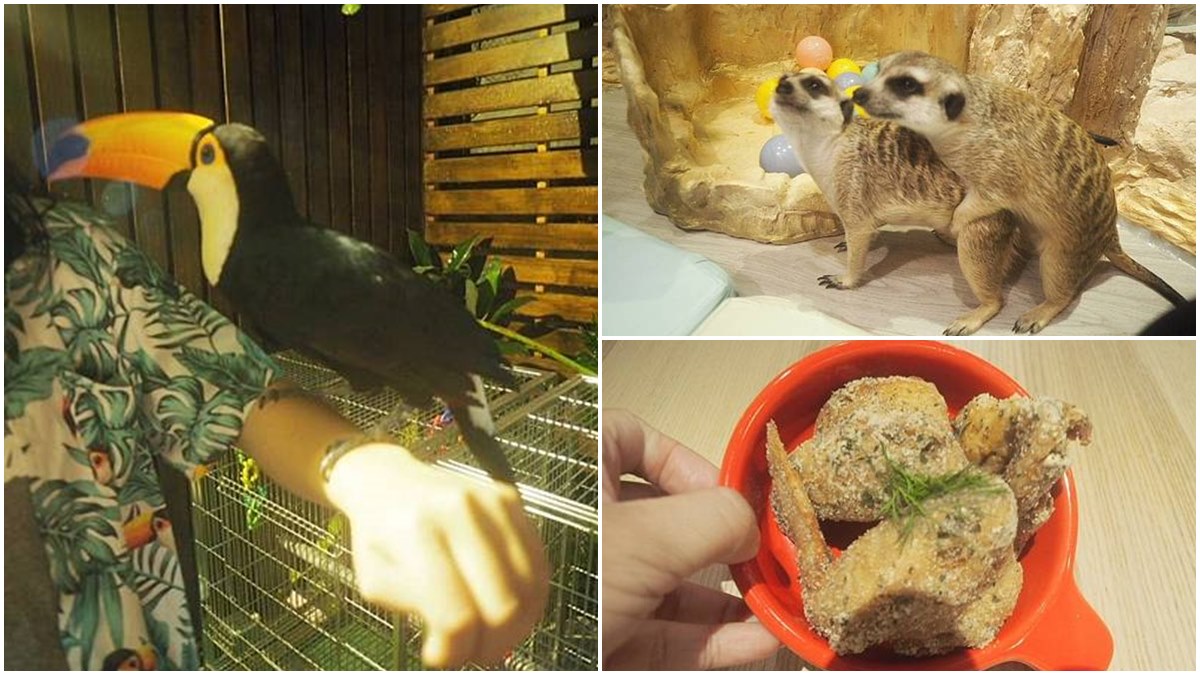 超療癒！台北寵物主題餐廳可以跟大嘴鳥、狐獴一起玩，帕瑪森香蒜雞翅吃完會想念